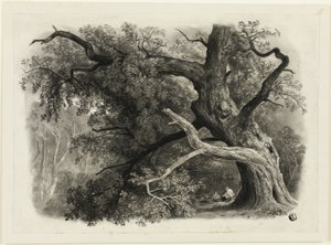 Árvore velha no Billah - Floresta de Sherwood de John Rawson Walker