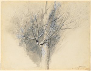 Plátano em crescimento de John Ruskin