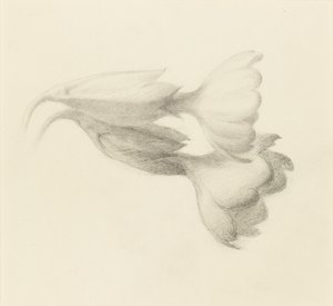 Cowslip Bells, provavelmente 1871. de John Ruskin