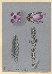 Quatro Estudos de Ling, provavelmente 14 de setembro de 1869 de John Ruskin