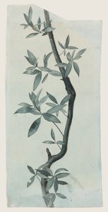 Estudo de folhas de salgueiro, c.1857 (lápis e aguarela sobre papel) de John Ruskin