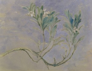 Estudo de um Raminho de uma Murta, c.1877 (caneta & tinta marrom & wc sobre lápis elevado com branco sobre papel) de John Ruskin