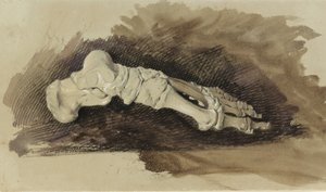 Os ossos do pé de uma fêmea humana (lápis com wc e bodycolour no papel) de John Ruskin