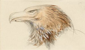 A cabeça de uma águia dourada comum, da vida, 8 - 11 de setembro de 1870. de John Ruskin