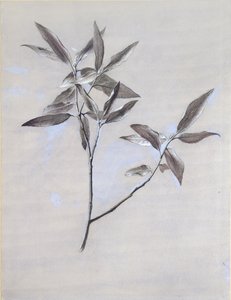 Sob a superfície de um Spray de Oliva seco, colhido em Verona, depois de 1878 de John Ruskin
