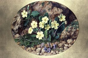 Prímulas e violetas