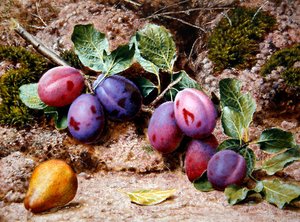 Still Life with Plums and a Pear on a Mossy Bank, c.1855 (aguarela e cor de corpo sobre papel)