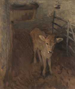 Um bezerro de Jersey, 1893