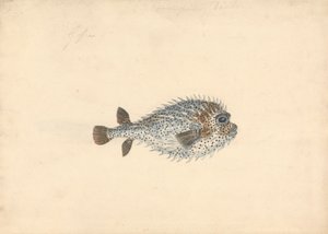 Um Peixe Porcupino