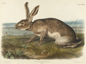 Lebre Texiana, 1848 (litografia colorida à mão em papel de capa)