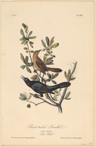 Grackle de cauda de barco de John T. Bowen, after John James Audubon