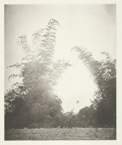 Bambus em Baksa, Formosa, c. 1868. de John Thomson