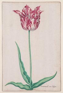 Estudo de uma Tulipa (Jasper Marmoreado) de John Thomson