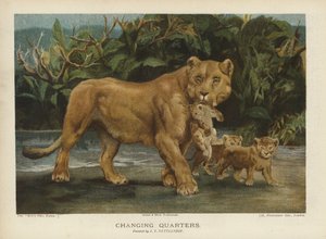 Mudança de quarto: leoa movendo seus filhotes (chromolitho) de John Trivett Nettleship