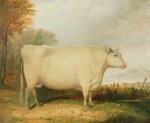 Retrato, de, um, prêmio, vaca de John Vine