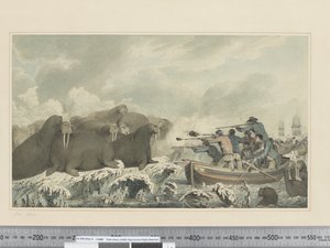 F.32 Cavalos marinhos, c.1773-84 (aguarela) de John Webber