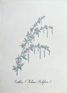 Catkin (Felina Prolifica.), ilustração de 