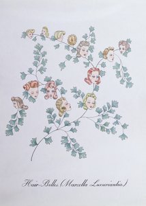 Hair-Belles (Marcella Luxuriantia), ilustração de 