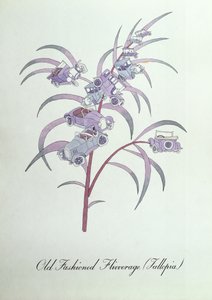 Old Fashioned Flivverage (Fallopia.), ilustração de 