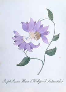 Purples Passion Flower (Hollywood Sentimentalis), ilustração de 