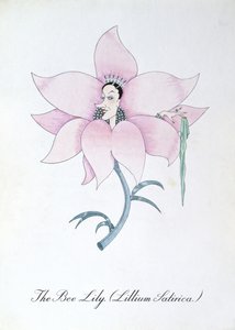 The Bee Lily (Lilium Satirical.), ilustração de 