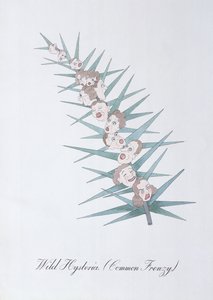 Histeria Selvagem (Frenesi Comum), ilustração de "O Livro Falso da Botânica" de John Weir