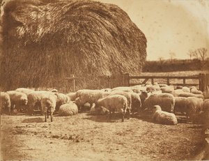 [Ovelhas num curral]. de John Whistler