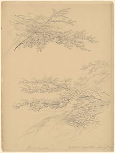Galhos de bétula, montanhas Catskill de John William Casilear