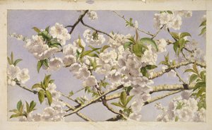 Flores de Maçã, c.1874 (wc no papel) de John William Hill