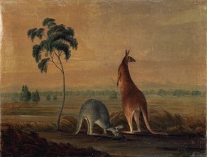 Cangurus em uma paisagem, c.1819 de John William Lewin