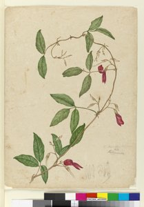 Kennedy rubicunda, c.1803-06 (wc, caneta, tinta e lápis) de John William Lewin