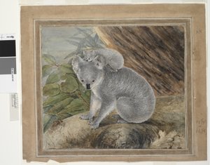 Coala e jovem, 1803, JW Lewin, 1803 (wc e guache)