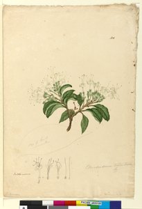 Página 100. Clerodendrum tomentosum, c.1803-06 (wc, caneta, tinta e lápis) de John William Lewin