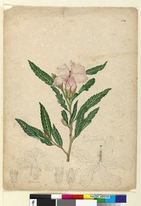 Página 104. Hibiscus heterophyllus, c.1803-06 (wc, caneta, tinta e lápis) de John William Lewin