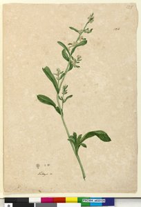 Página 126. Filago, c.1803-06 (wc, caneta, tinta e lápis) de John William Lewin