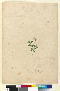 Página 131. Lobelia purpurascens, c.1803-06 (wc, caneta, tinta e lápis) de John William Lewin