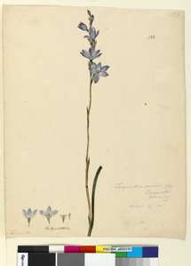 Página 133. Thelymitra ixioides, c.1803-06 (wc, caneta, tinta e lápis) de John William Lewin