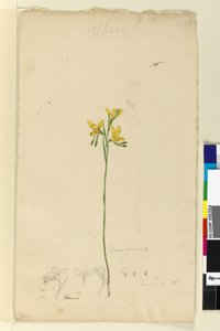 Página 136. Diuris aurea, c.1803-06 (wc, caneta, tinta e lápis) de John William Lewin