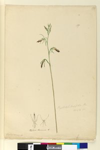Página 137. Cryptostylis longifolia, c.1803-06 (wc, caneta, tinta e lápis) de John William Lewin