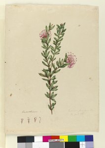 Página 13. Grevillea punicea, c.1803-06 (wc, caneta, tinta e lápis) de John William Lewin