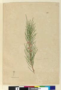 Página 141. Casuarina strictaAllocasuarina verticillata, c.1803-06 (wc, caneta, tinta e lápis) de John William Lewin