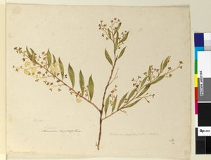 Página 147. Acacia myrtifolia, c.1803-06 (wc, caneta, tinta e lápis) de John William Lewin