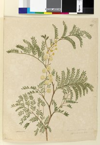 Página 149. Acacia discolorAcacia terminalis, c.1803-06 (wc, caneta, tinta e lápis) de John William Lewin
