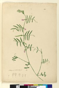 Página 150. Lathyrus, c.1803-06 (wc, caneta, tinta e lápis)