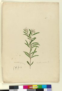 Página 15. Grevillea sericea, c.1803-06 (wc, caneta, tinta e lápis) de John William Lewin
