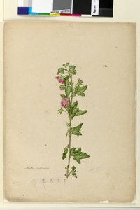 Página 160. Malva capensis, c.1803-06 (wc, caneta, tinta e lápis) de John William Lewin