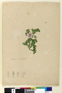 Página 165. Solanum naturalizado, c.1803-06 (wc, caneta, tinta e lápis) de John William Lewin