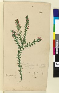 Página 168. Eriostemon buxifolium, c.1803-06 (wc, caneta, tinta e lápis) de John William Lewin