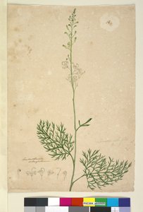 Página 16. Lomatia silaifolia, c.1803-06 (wc, caneta, tinta e lápis) de John William Lewin