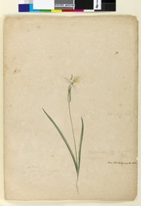 Página 170. Diplarrhena moraea, c.1803-06 (wc, caneta, tinta e lápis) de John William Lewin